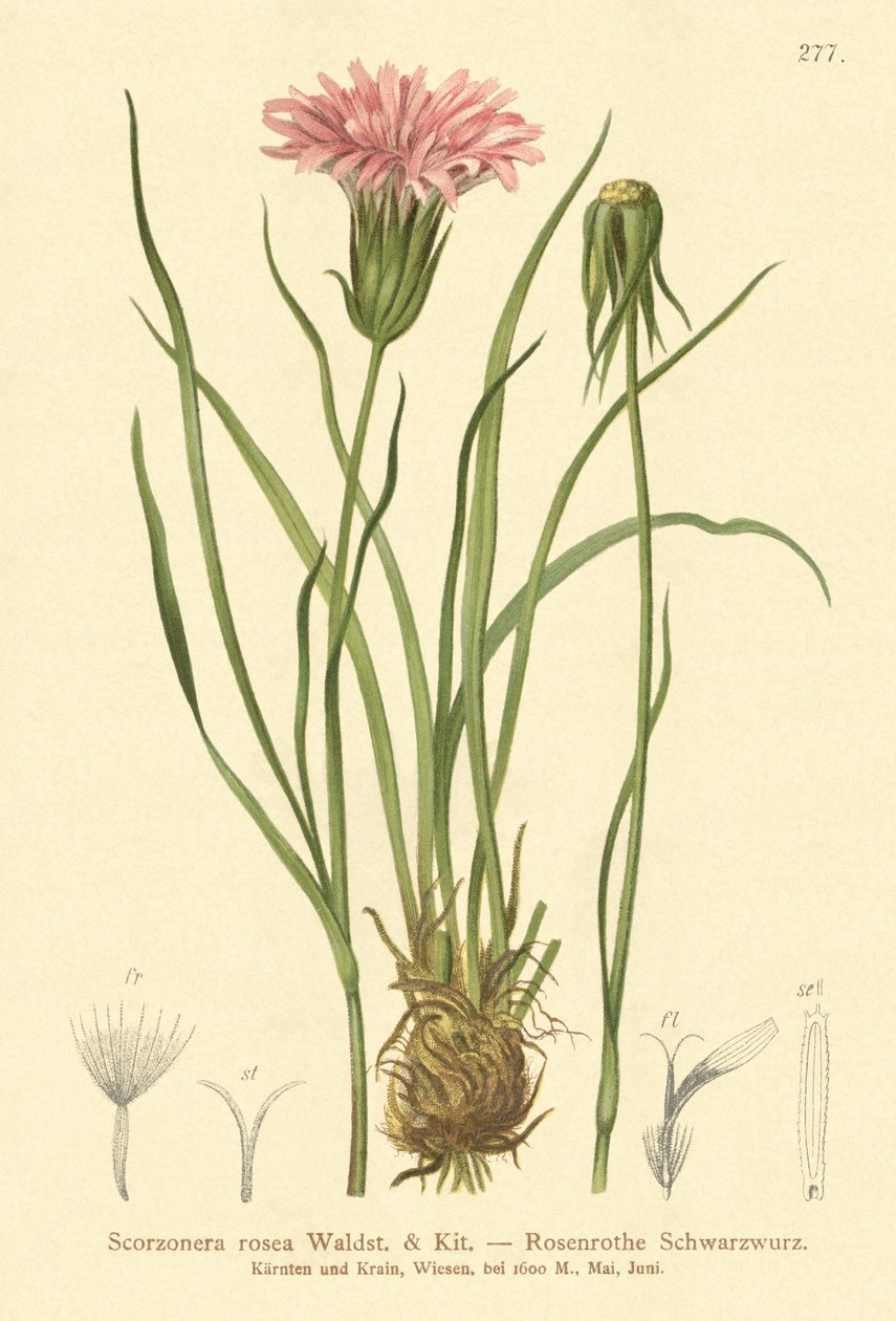 عشب الأفاعي الأرجواني (Scorzonera rosea، Scorzonera purpurea subsp. rosea) بواسطة المدرسة الألمانية