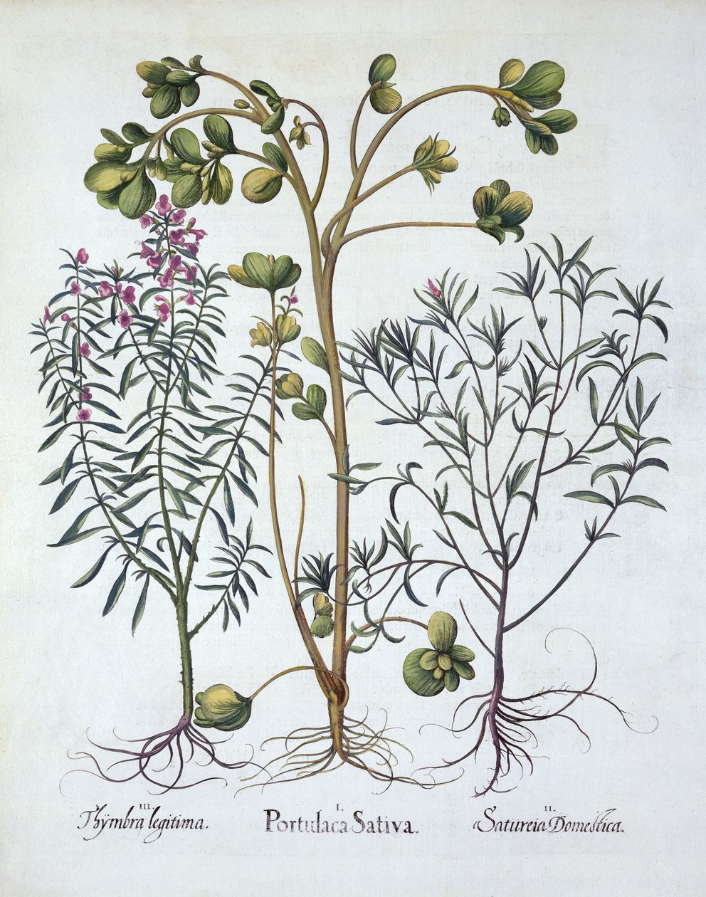 Purslane ، Summer Savory و Winter Savory ، من Hortus Eystettensis ، بقلم Basil Besler (1561-1629) ، حانة. 1613 (نقش يدوي) بواسطة المدرسة الألمانية