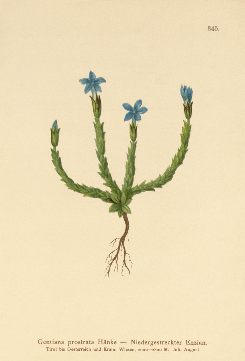 الأقزام الجنطيانا (Gentiana prostrata) بواسطة المدرسة الألمانية