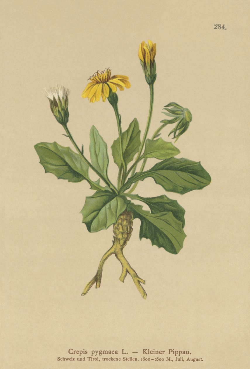Pygmy Hawks-beard (Crepis pygmaea ، Hieracium pumilum) بواسطة المدرسة الألمانية