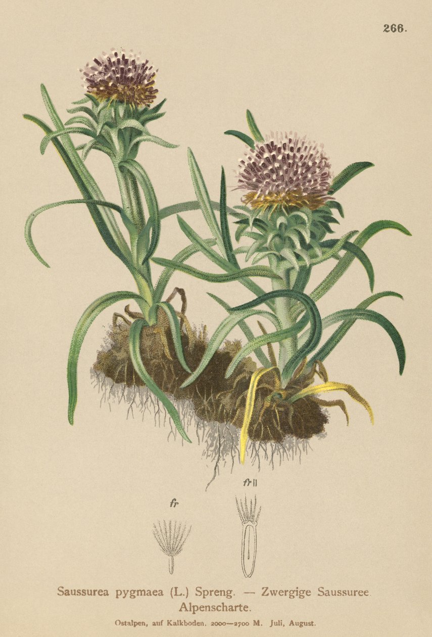 Pygmy Saussurea (Saussurea pygmaea) بواسطة المدرسة الألمانية