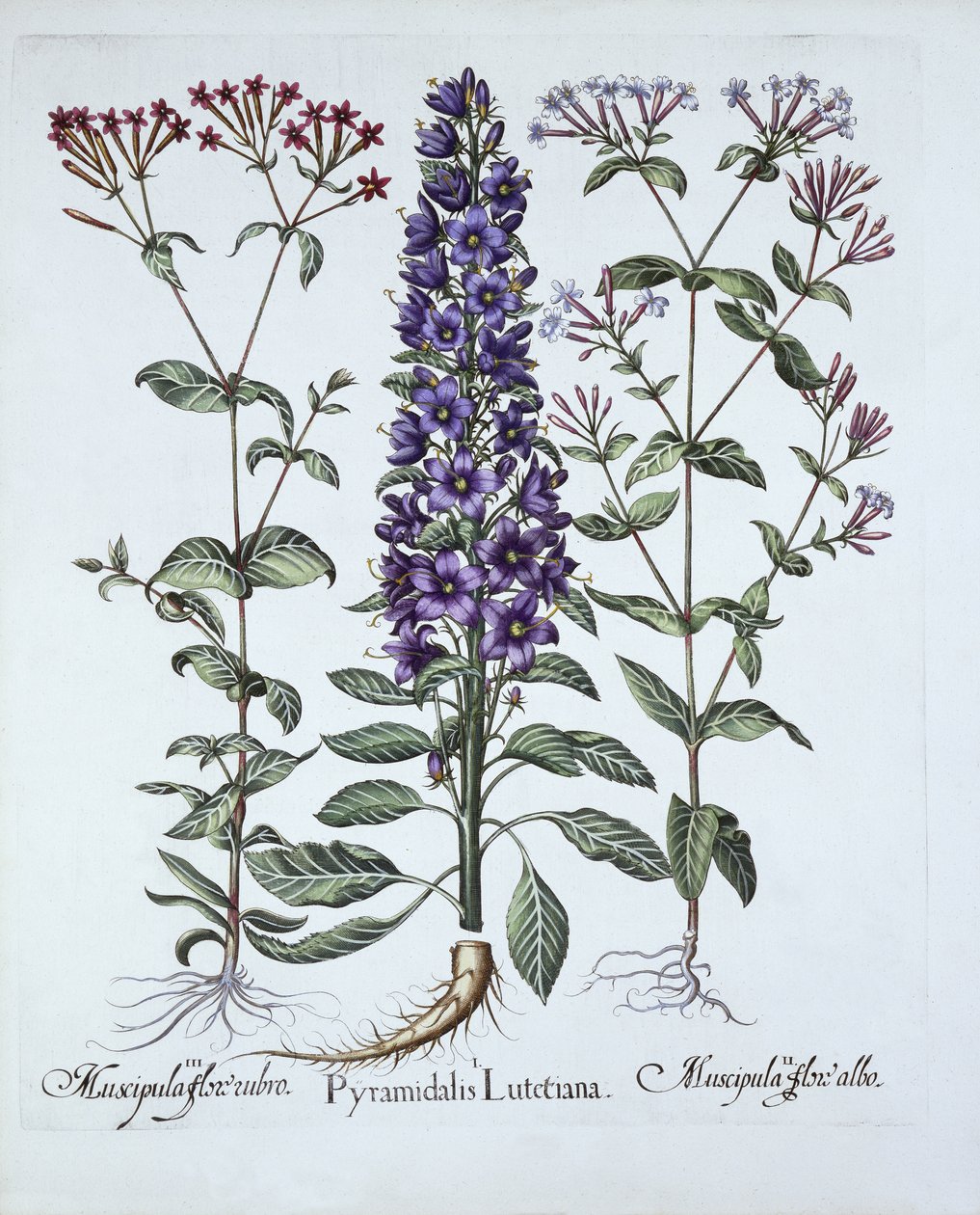 Pyramidal Campanula ، Muscipulas ، من Hortus Eystettensis ، بقلم Basil Besler (1561-1629) ، حانة. 1613 (نقش يدوي) بواسطة المدرسة الألمانية