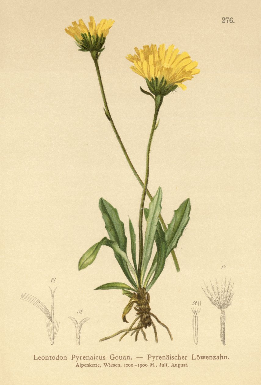 Pyrenean Hawkbit (Leontodon Pyrenaicum ، Leontodon Pyrenaicus ،) بواسطة المدرسة الألمانية