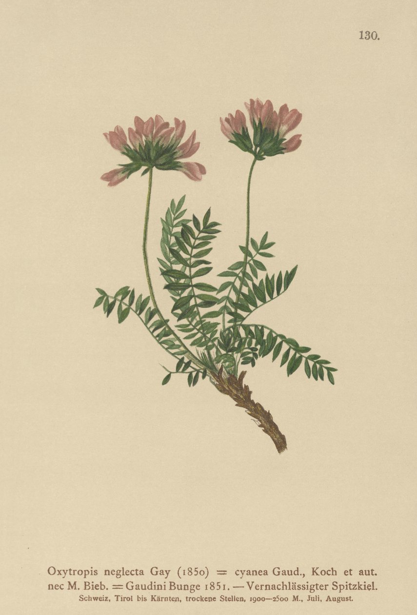 Pyrenean Milk Vetch (Oxytropis تجاهل ، Oxytropis الأزرق الداكن ، Oxytropis Gaume ، Oxytropis Albans ، Oxytropis Caucasian ، Oxytropis pyrenaica ، Astragalus pyrenaicum) بواسطة المدرسة الألمانية