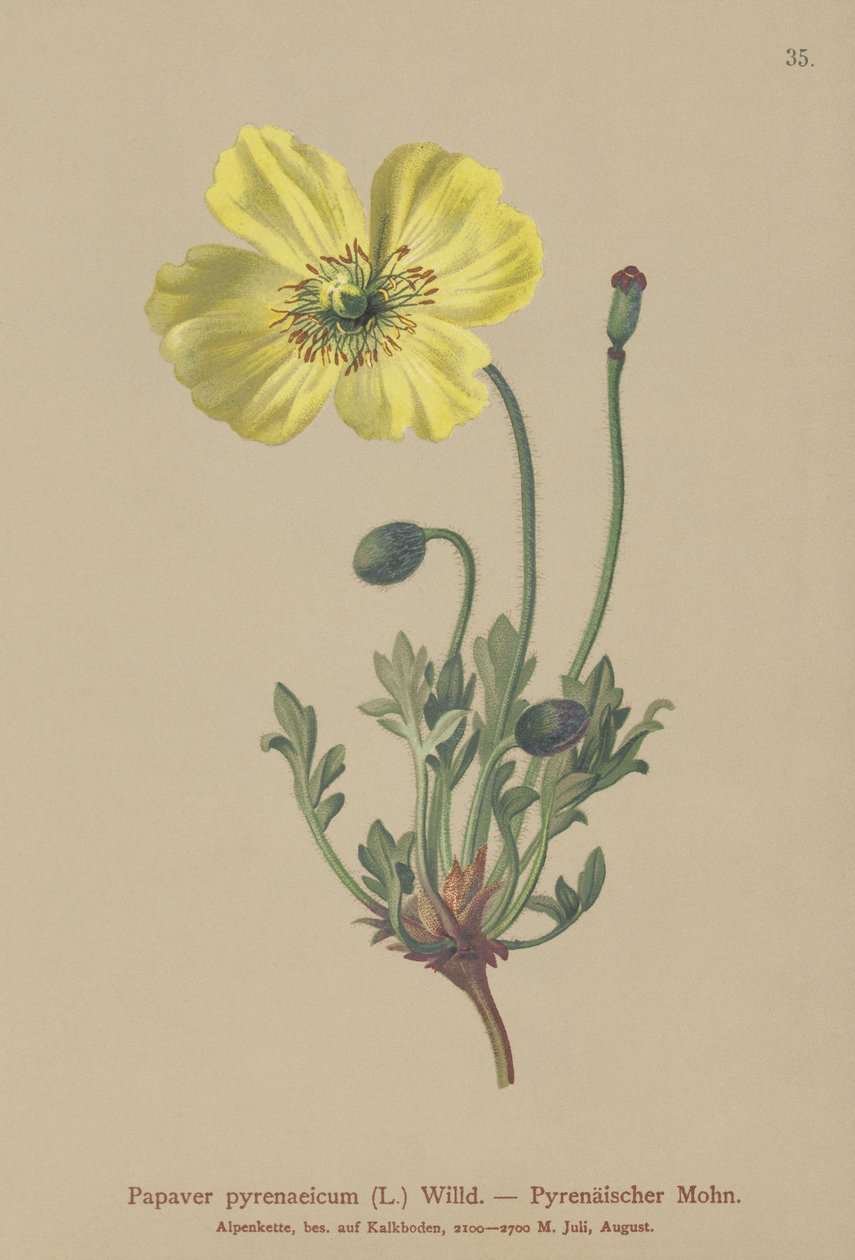 الخشخاش البيريني (Papaver pyrenaeicum ، Papaver alpinum sub.) بواسطة المدرسة الألمانية