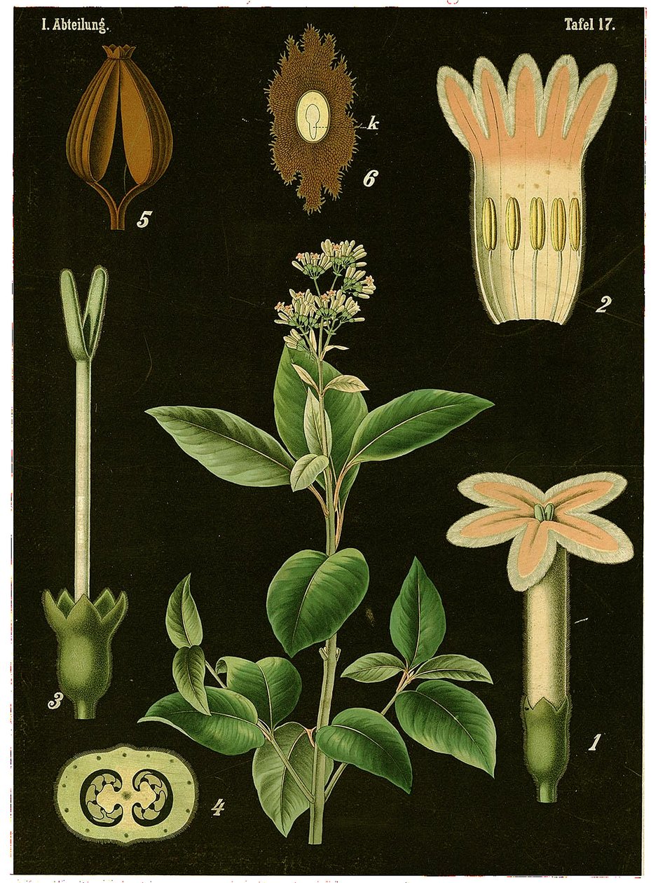 شجرة الكينين (Cinchona Calisaya) c.1890 (chromolithograph) بواسطة المدرسة الألمانية