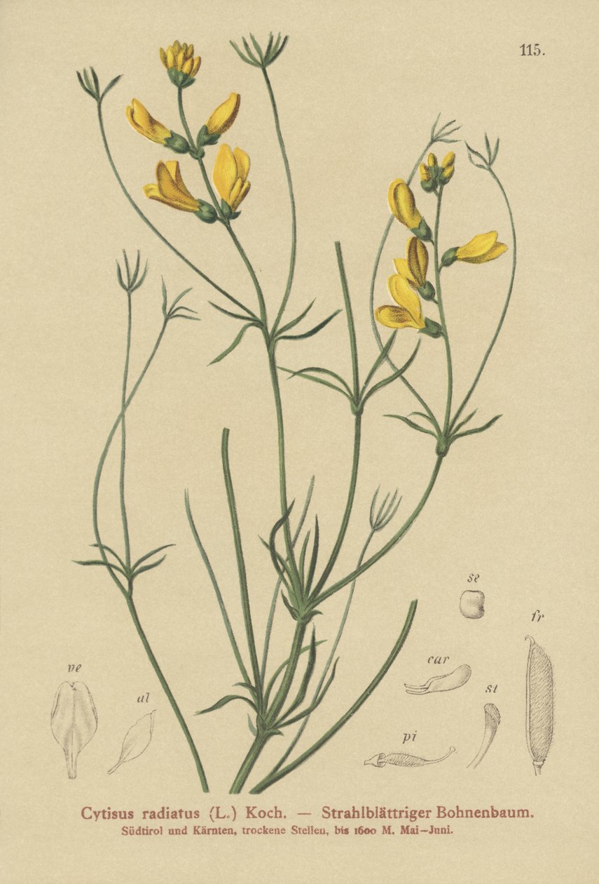 رايد مكنسة (Cytisus radiatus ، Cytisanthus radiatus ، Genista radiata) بواسطة المدرسة الألمانية