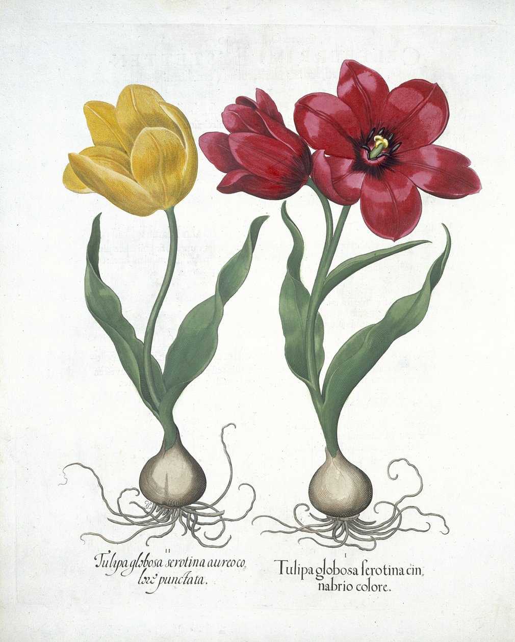 خزامى أحمر وأصفر ، من Hortus Eystettensis ، بقلم Basil Besler (1561-1629). 1613 (نقش يدوي) بواسطة المدرسة الألمانية