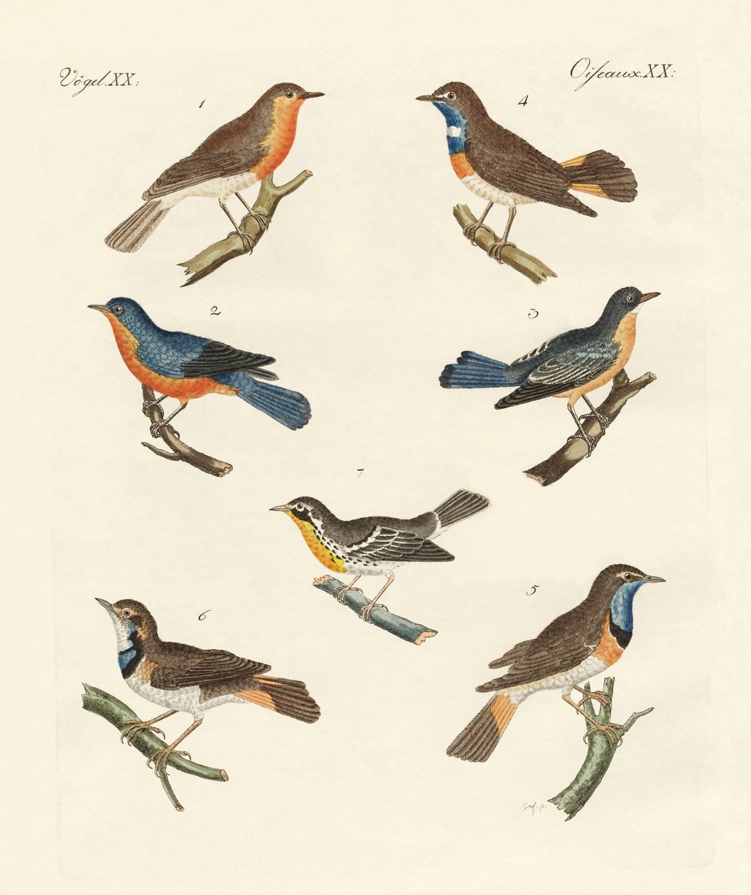 Redbreasts و bluethroats و yellowthroats بواسطة المدرسة الألمانية