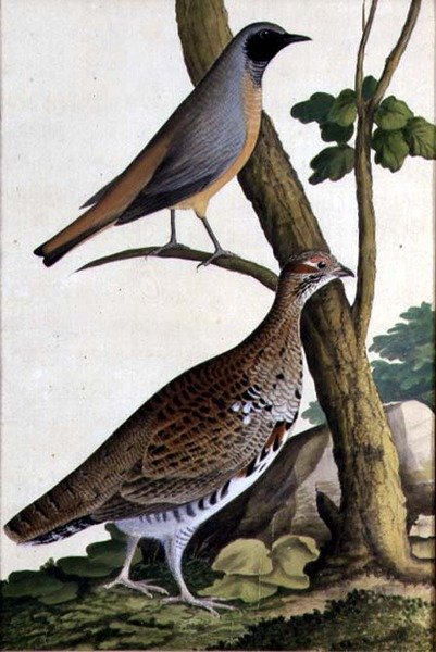 Redstart (Phoenicurus phoenicurus) و Hazel Hen ، حوالي 1740 (ألوان مائية على ورق) بواسطة المدرسة الألمانية