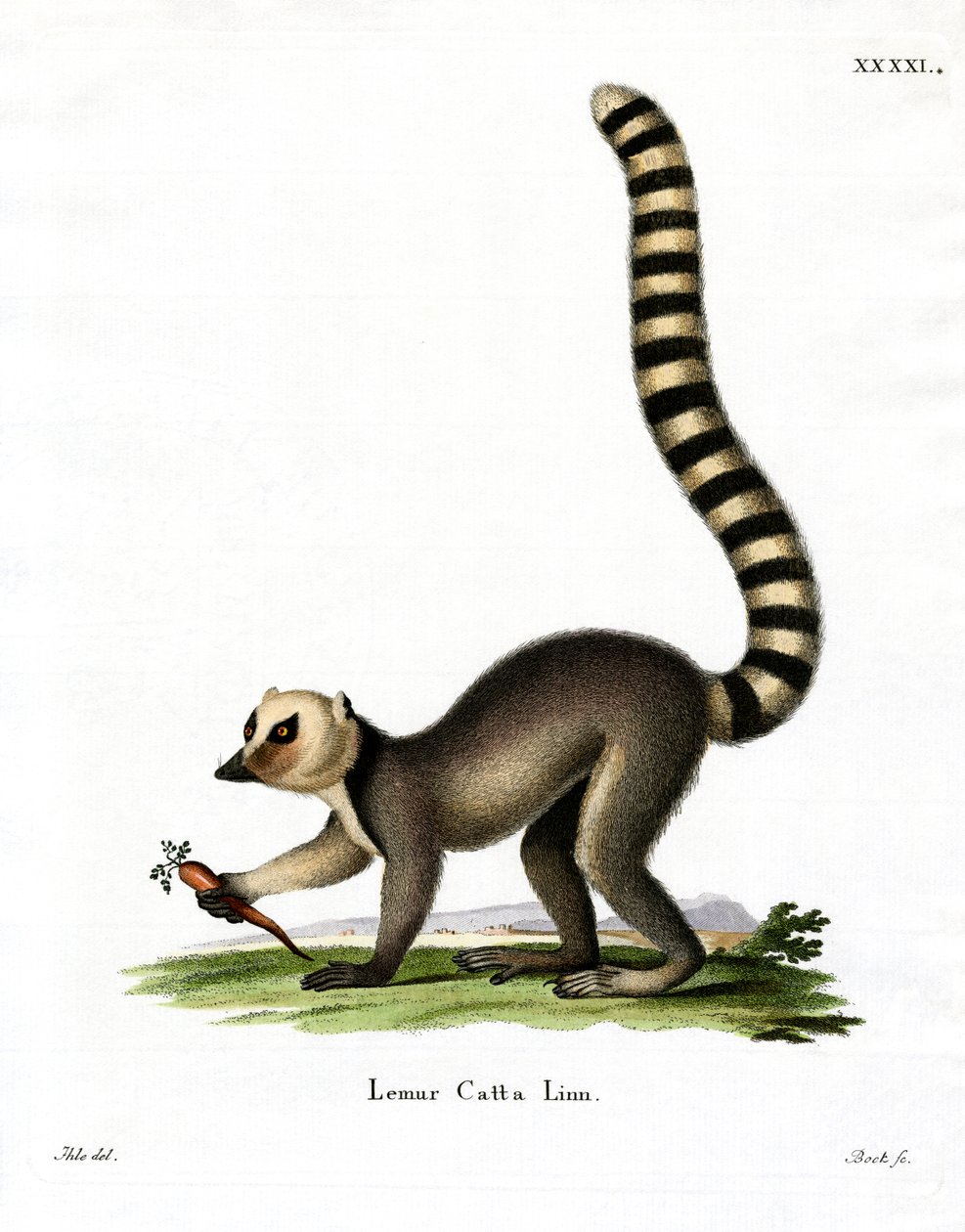 Ring-tailed Lemur (coloured engraving) بواسطة المدرسة الألمانية
