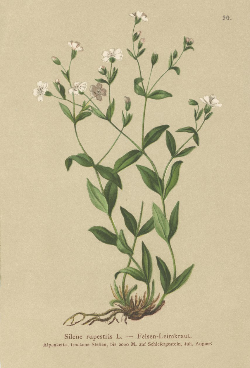 روك كامبيون (Silene rupestris) بواسطة المدرسة الألمانية