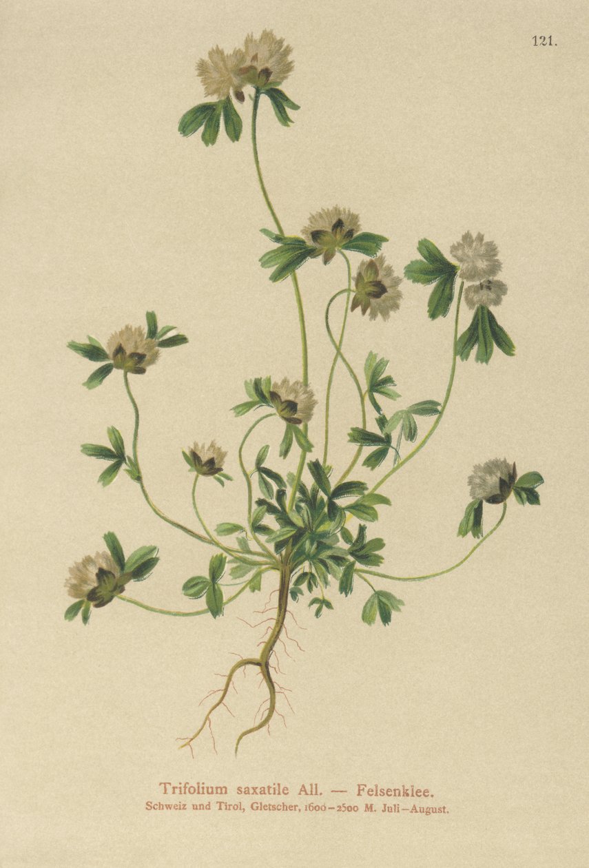 Rock Clover (Trifolium saxatile) بواسطة المدرسة الألمانية