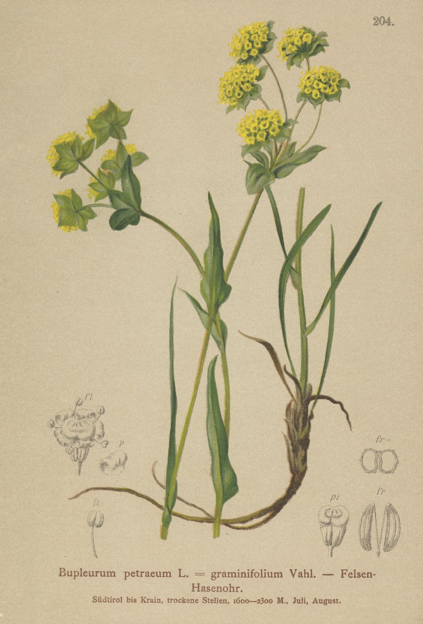 Rock Hares Ear (Bupleurum petraeum ، Bupleurum graminifolium) بواسطة المدرسة الألمانية