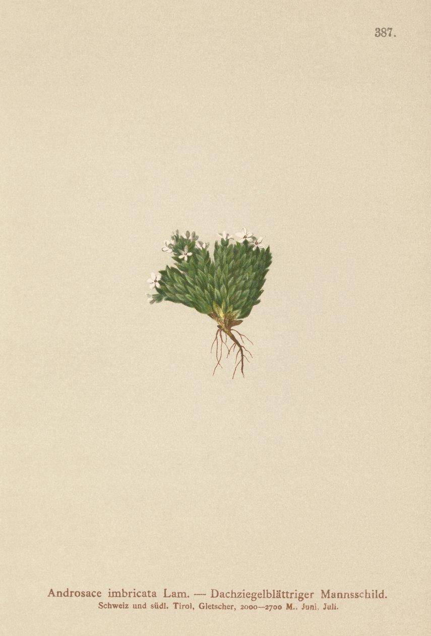 صخرة الياسمين (Androsace imbricata ، Aretia imbricata) بواسطة المدرسة الألمانية