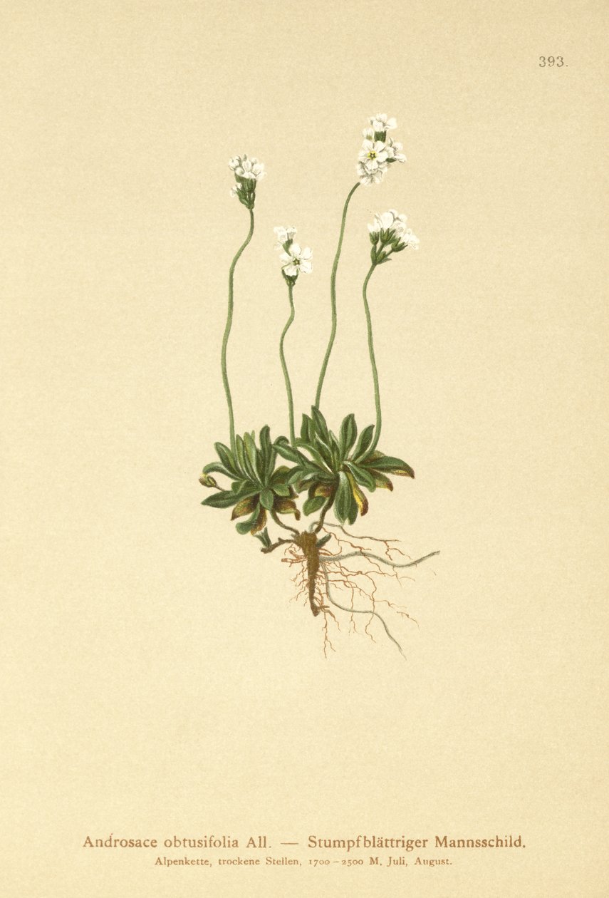 صخرة الياسمين (Androsace getusifolia) بواسطة المدرسة الألمانية