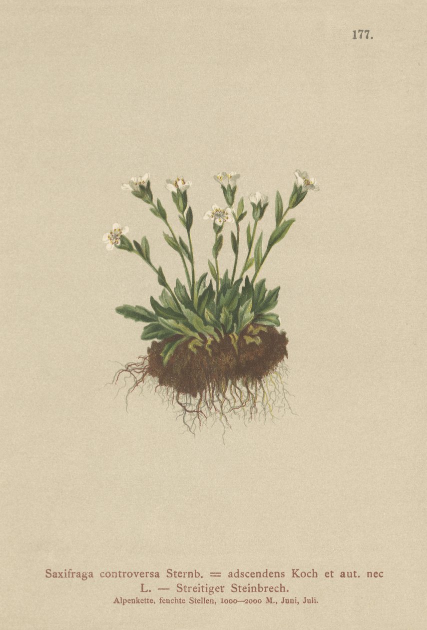 Rock Saxifrage (Saxifraga controversa ، Saxifraga Adscendens) بواسطة المدرسة الألمانية