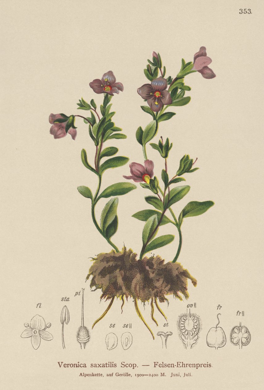 Rock Speedwell (Veronica saxatilis) بواسطة المدرسة الألمانية