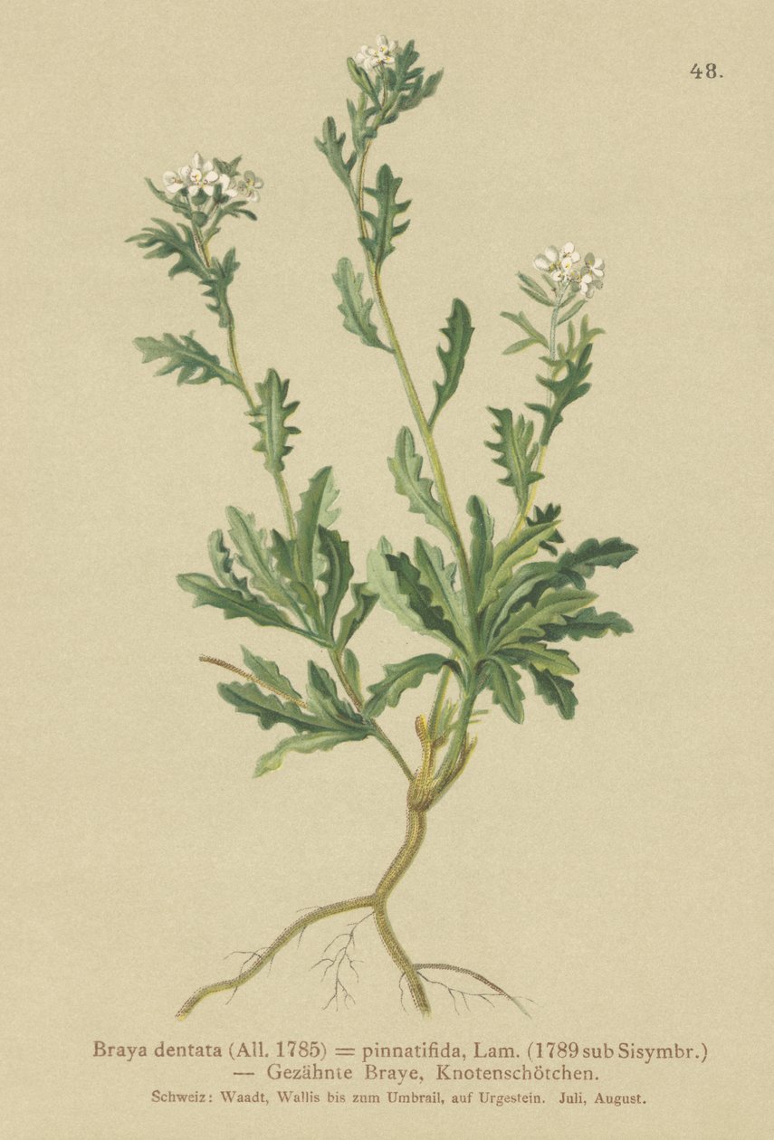 Rockcress (Braya dentata ، Braya pinnatifida ، Murbeckiella pinnatifida ، Arabette pennatifide ، Grass Jackdaw pennatifida) بواسطة المدرسة الألمانية