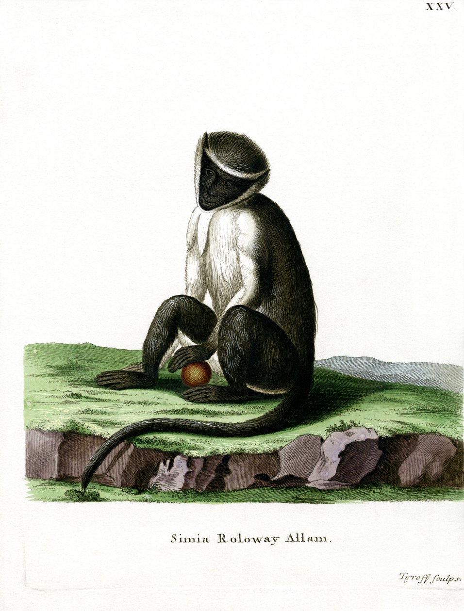 Roloway Guenon (نقش ملون) بواسطة المدرسة الألمانية