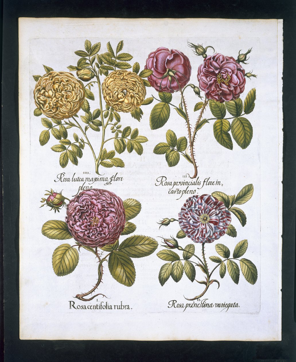 الورد ، لوحة 95 من Hortus Eystettensisby Basil Besler (1561-1629) حانة. 1613 (نقش يدوي) بواسطة المدرسة الألمانية