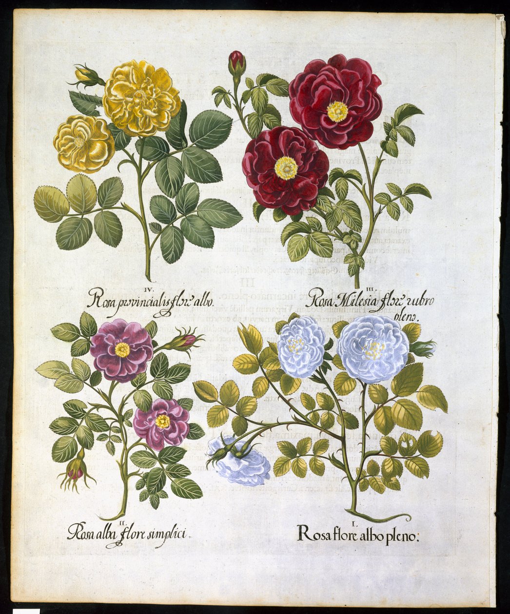 الورد ، لوحة 96 من Hortus Eystettemsis بواسطة Basil Besler (1561-1629) حانة في 1613 (نقش ملون باليد) بواسطة المدرسة الألمانية