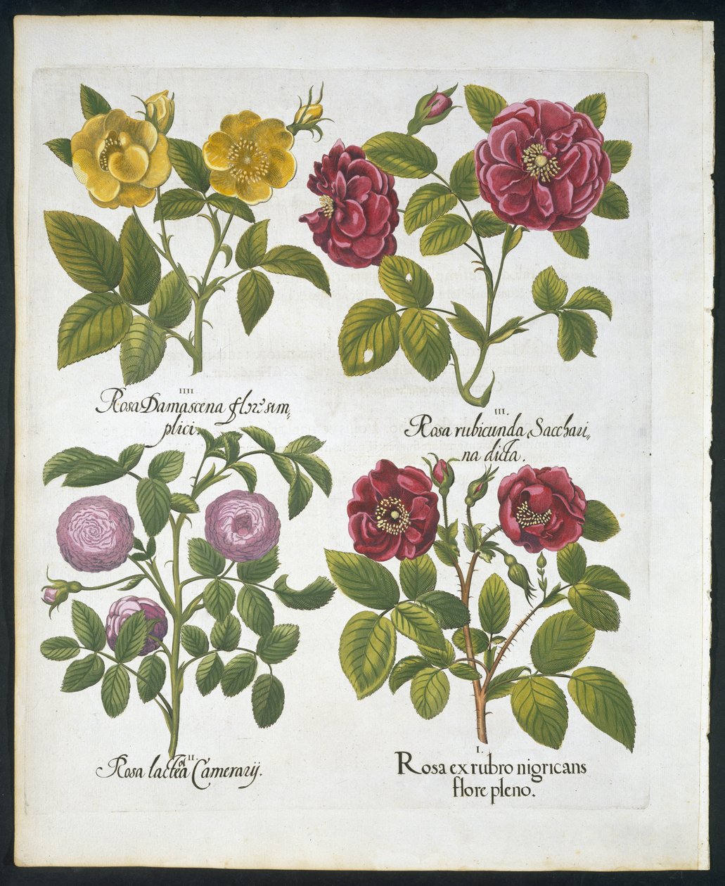 الورد ، لوحة 96 من Hortus Eystettensis by Basil Besler (1561-1629) pub 1613 (نقش ملون باليد) بواسطة المدرسة الألمانية