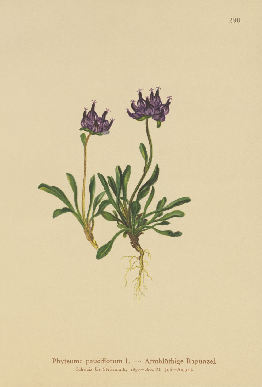 Rampion ذو الرأس المستدير (Phyteuma pauciflorum ، Rapunculus pauciflorus ، Phyteuma globulariifolium) بواسطة المدرسة الألمانية