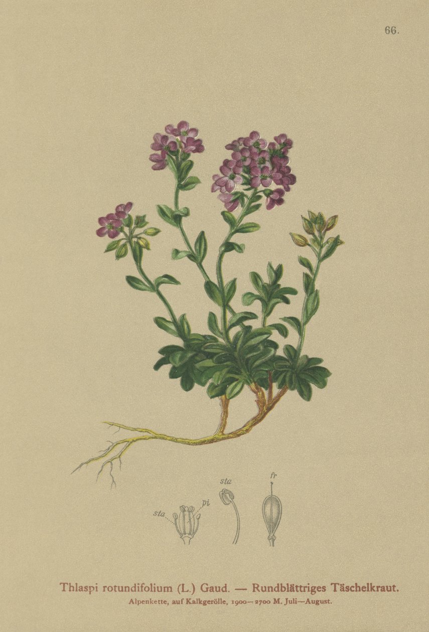 Pennycress ذو الأوراق المستديرة (Thlaspi rotundifolium ، Noccaea rotundifolia ، Thlaspi cepaeifolium subsp. rotundifolium) بواسطة المدرسة الألمانية