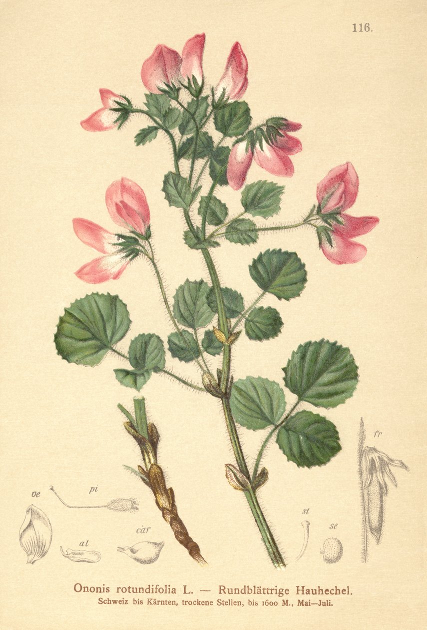Restharrow ذو الأوراق المستديرة (Ononis rotundifolia ، Ononis tribracteata) بواسطة المدرسة الألمانية
