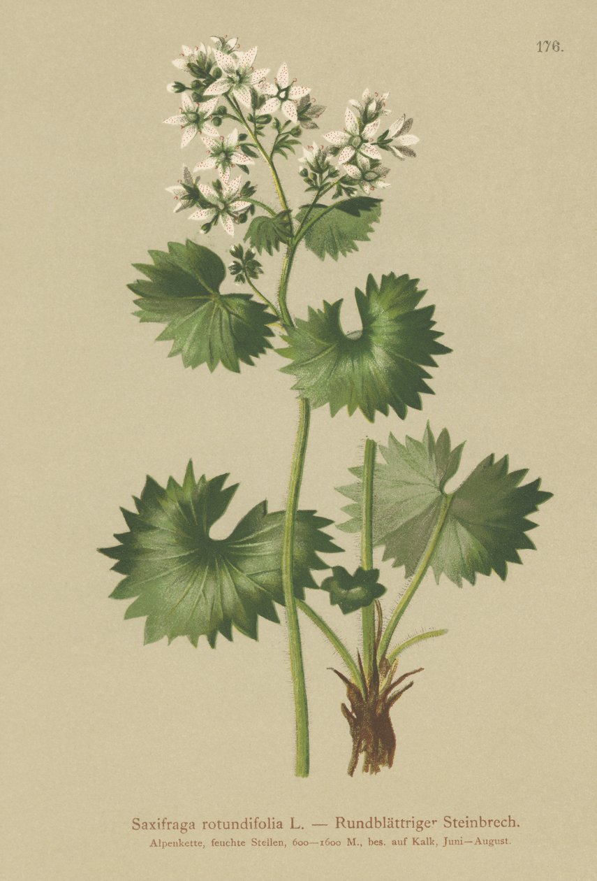 Saxifrage ذو الأوراق المستديرة (Saxifraga rotundifolia) بواسطة المدرسة الألمانية