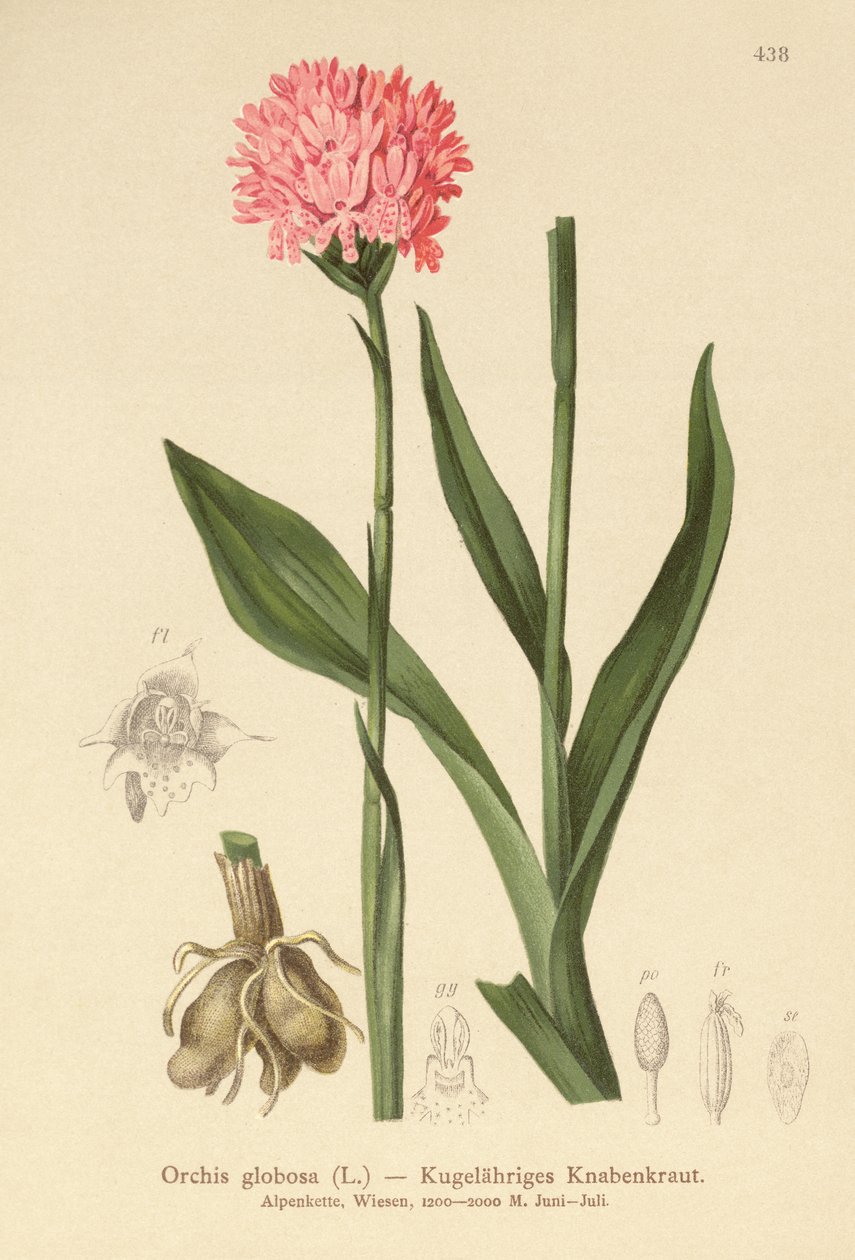 الأوركيد ذو الرأس المستدير (Orchis globosa ، Traunsteinera globosa) بواسطة المدرسة الألمانية