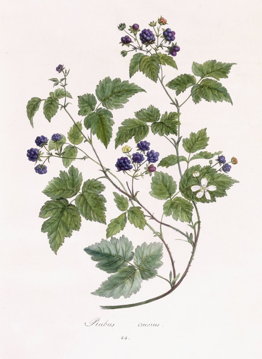 Rubus caesius بواسطة المدرسة الألمانية