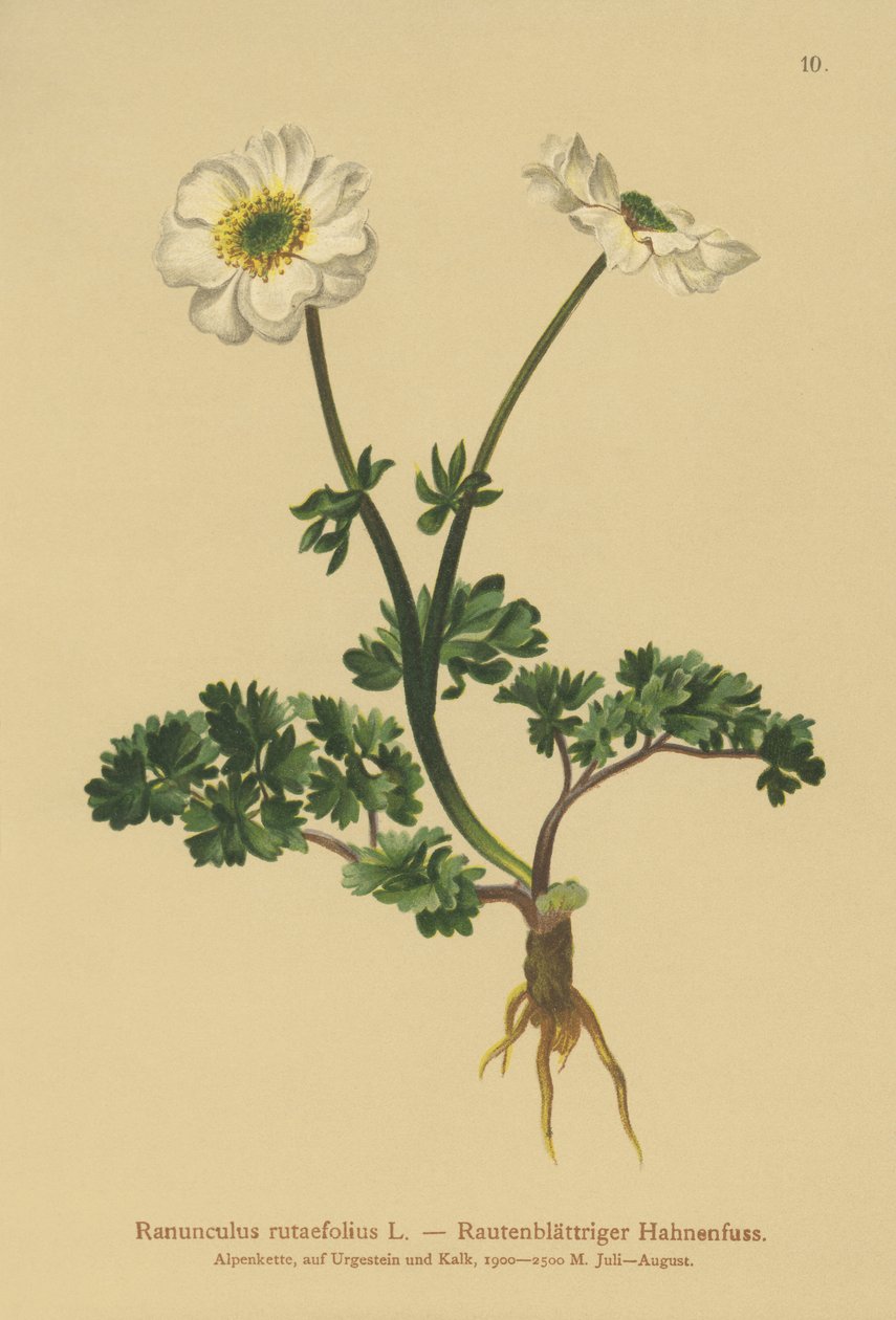 شارع الأوراق Crowfoot (Ranunculus rutaefolius) بواسطة المدرسة الألمانية