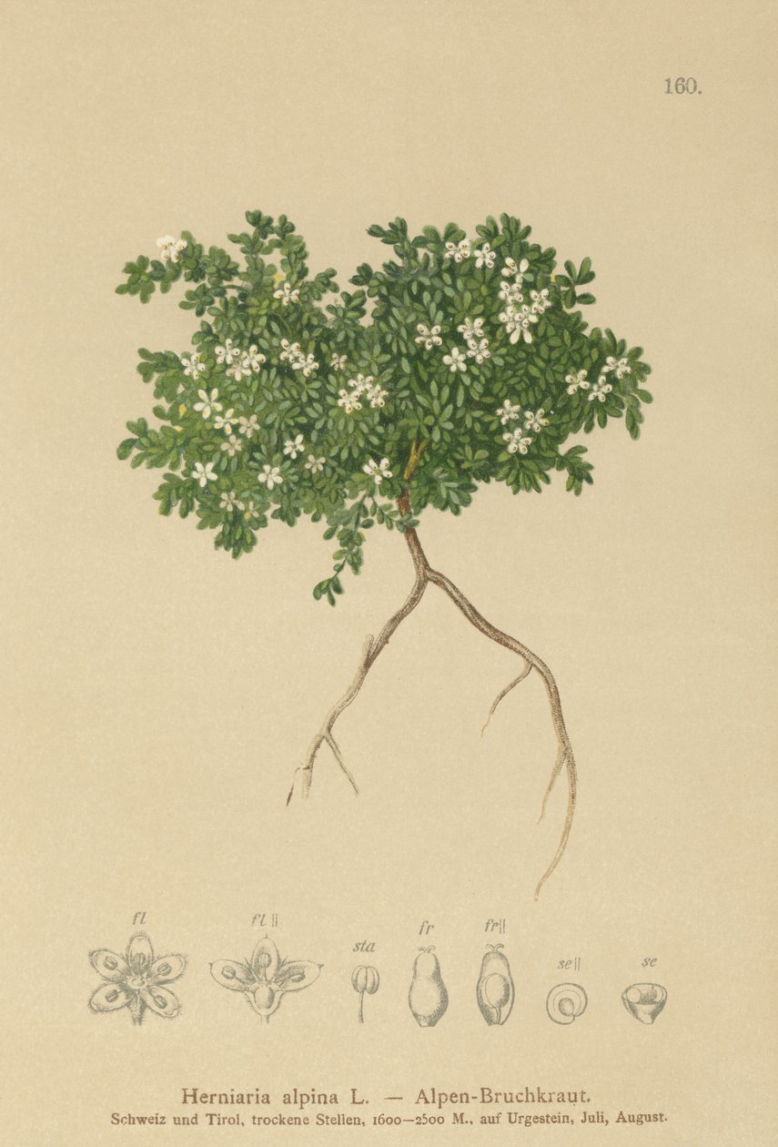 Rupturewort (Herniaria alpina ، Herniaria ciliolata) بواسطة المدرسة الألمانية