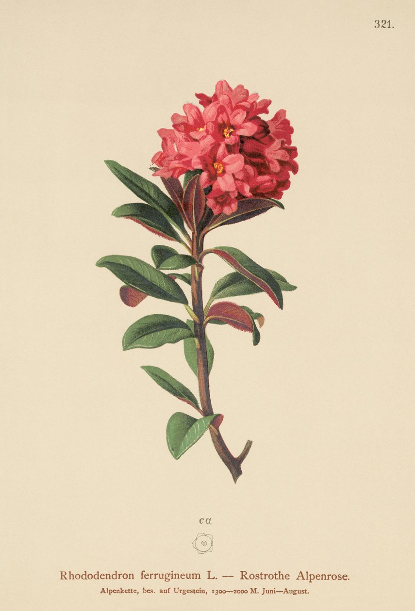 صدئ Alpenrose ليفيد (رودودندرون ferrugineum) بواسطة المدرسة الألمانية