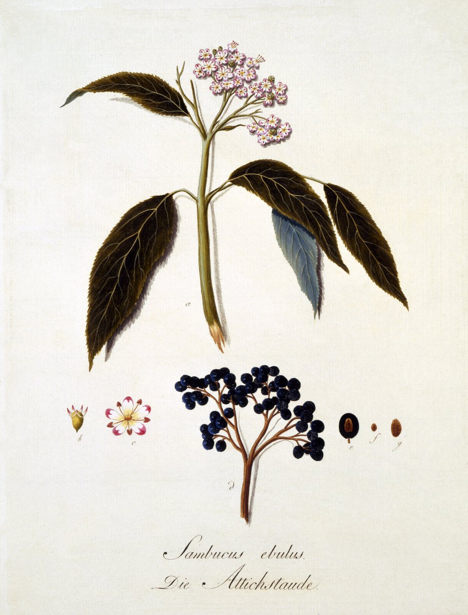 Sambucus Ebulus ، من "عمل شامل على جميع أنواع الخشب" بقلم يوهان دانيال فون ريتر ، نشر 1803-05 (نقش ملون) بواسطة المدرسة الألمانية