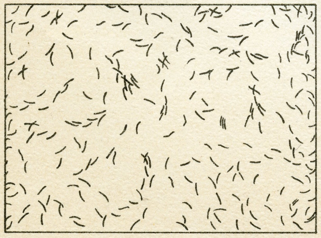 عينة من البكتيريا في ماء الصنبور c.1890 (حجرية ملونة) بواسطة المدرسة الألمانية