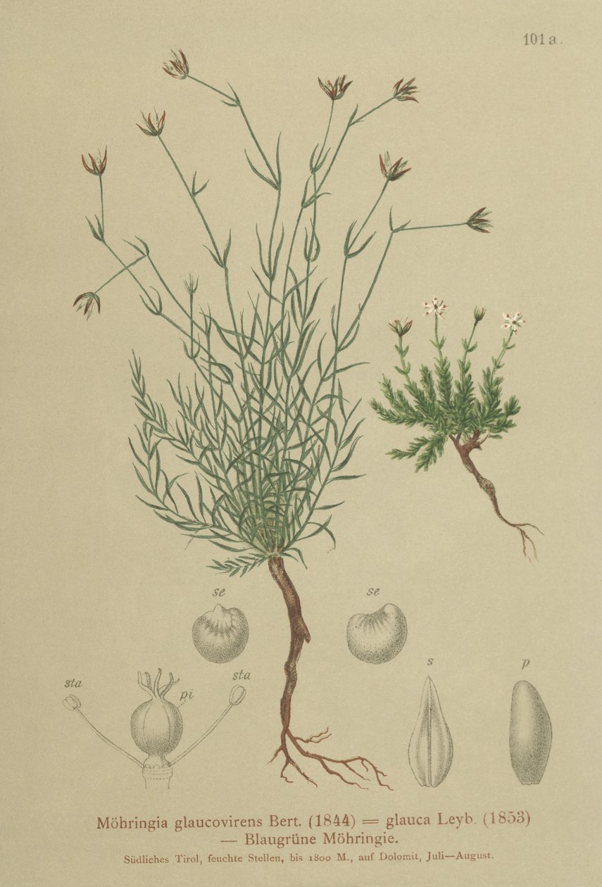 Sandwort (Moehringia glaucovirens ، Möhringia glaucovirens ، Möhringia glauca ، Moehringia glauca ، Arenaria glaucovirens) بواسطة المدرسة الألمانية