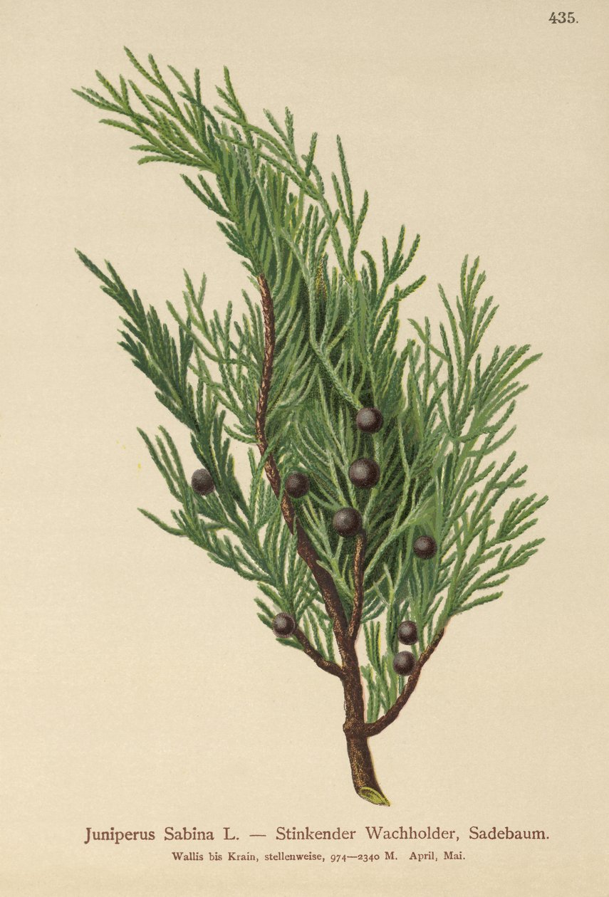 سافين جونيبر (Juniperus Sabina) بواسطة المدرسة الألمانية