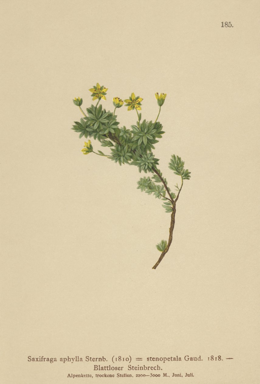 Saxifraga (Saxifraga aphylla ، Saxifraga stenopetala) بواسطة المدرسة الألمانية