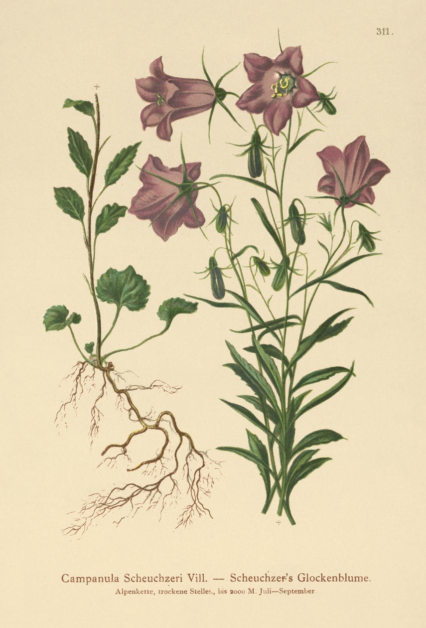 زهرة الجريس Scheuchzer (Campanula Scheuzeri) بواسطة المدرسة الألمانية