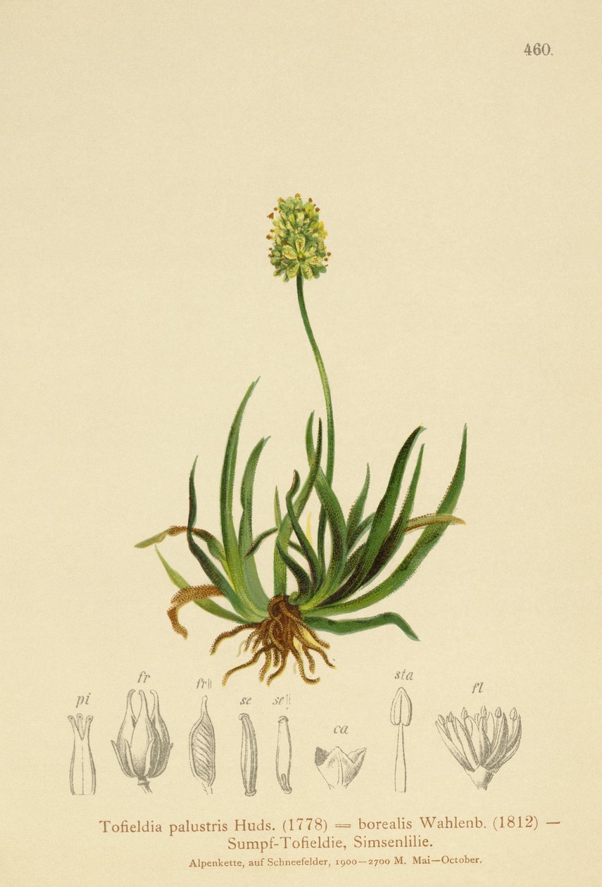 اسكتلندي Asphodel (Tofieldia calyculata ، Tofieldia palustris ، Tofieldia borealis ، Tofieldia pusilla) بواسطة المدرسة الألمانية