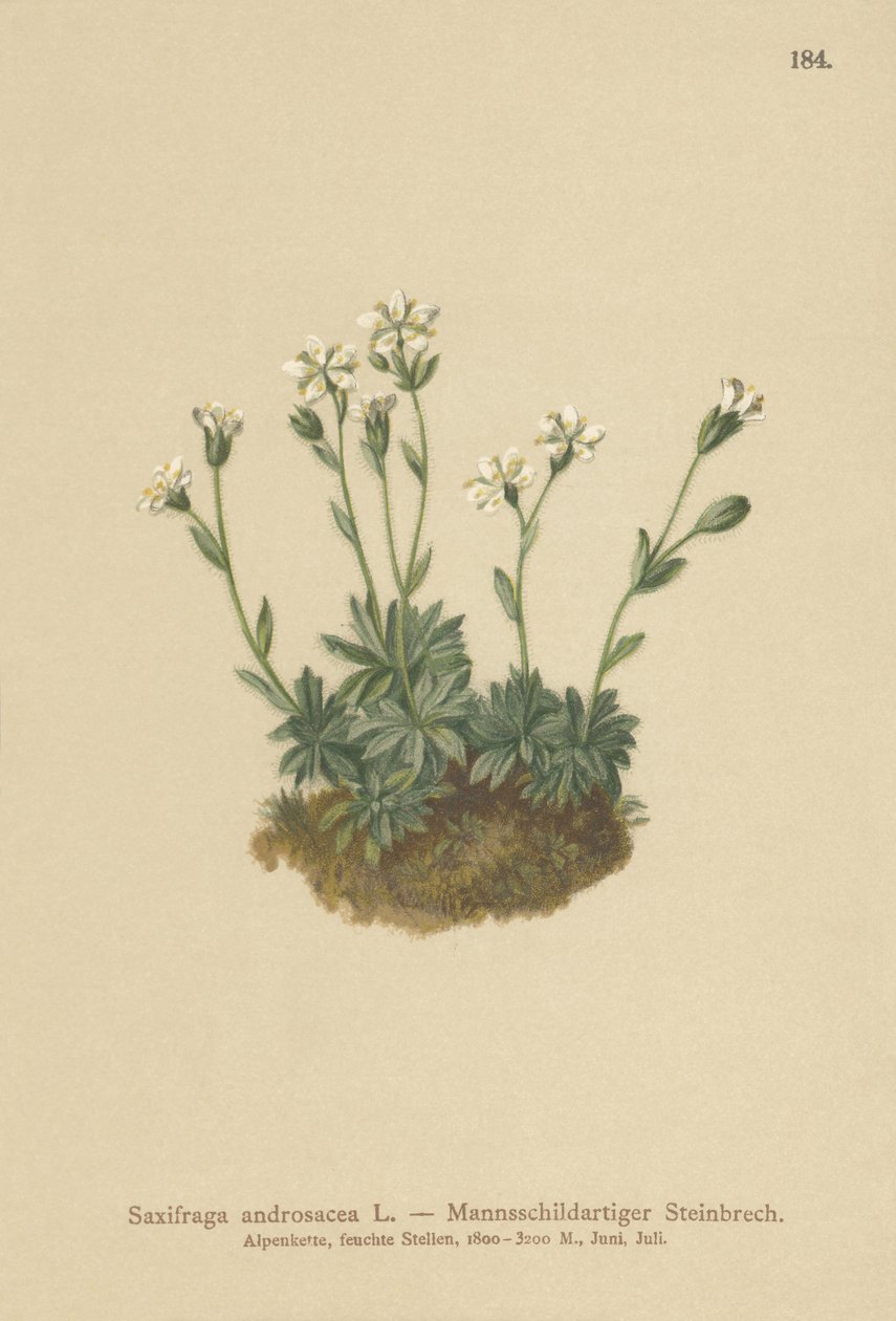 Scree Saxifrage (Saxifraga androsacea) بواسطة المدرسة الألمانية