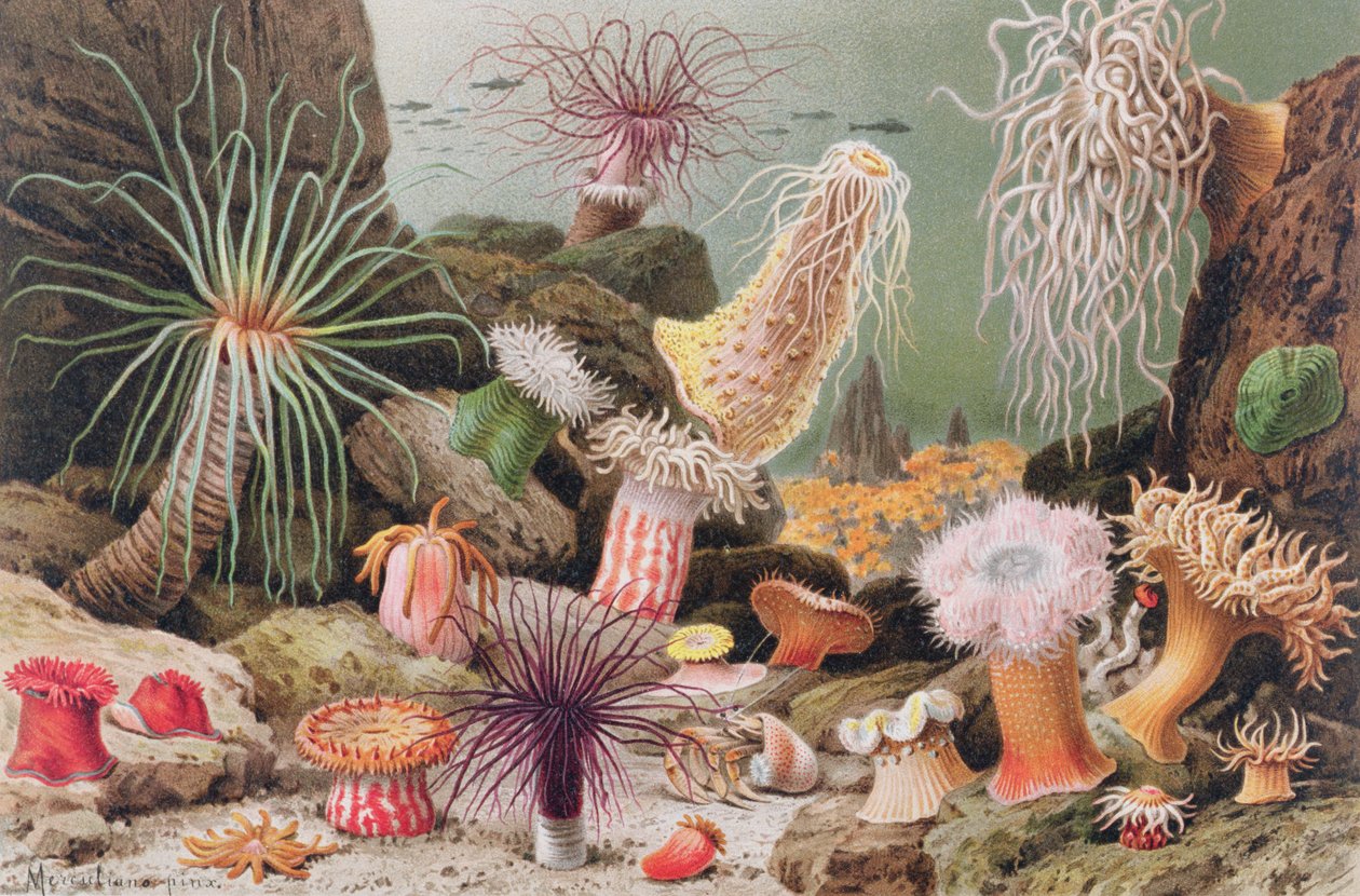 Sea Anemone ، لوحة من Brehms Tierleben: Allgemeine Kunde des Tierreichs ، المجلد 10 ، ص 581 ، نشره Bibliographisches Institut ، 1893 بواسطة المدرسة الألمانية