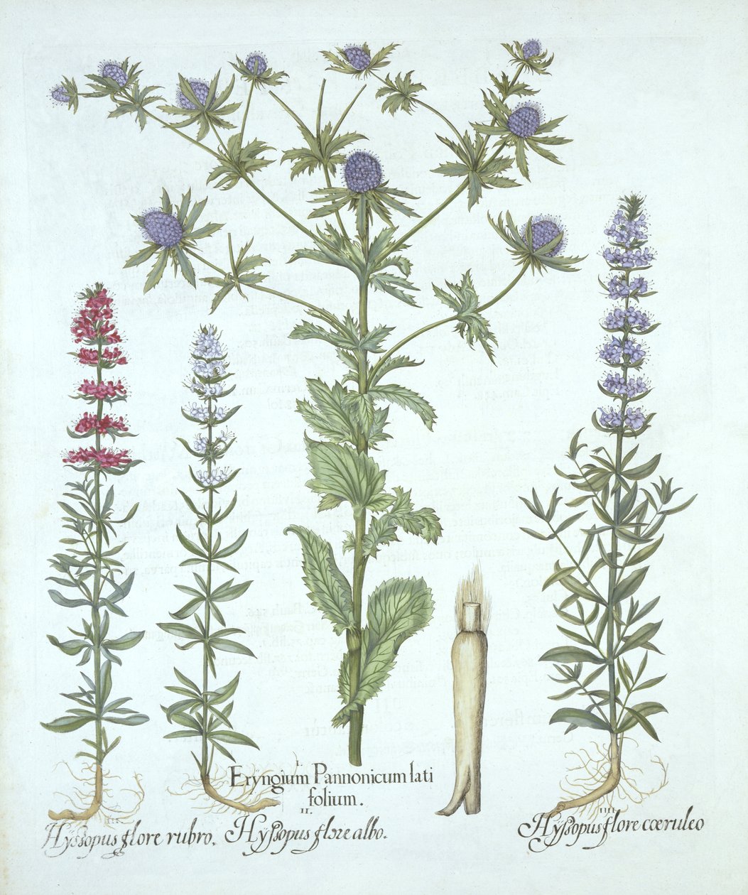 بحر هولي وثلاثة أنواع من الزوفا ، من Hortus Eystettensis ، بقلم باسل بيسلر (1561-1629) ، حانة. 1613 (نقش يدوي) بواسطة المدرسة الألمانية
