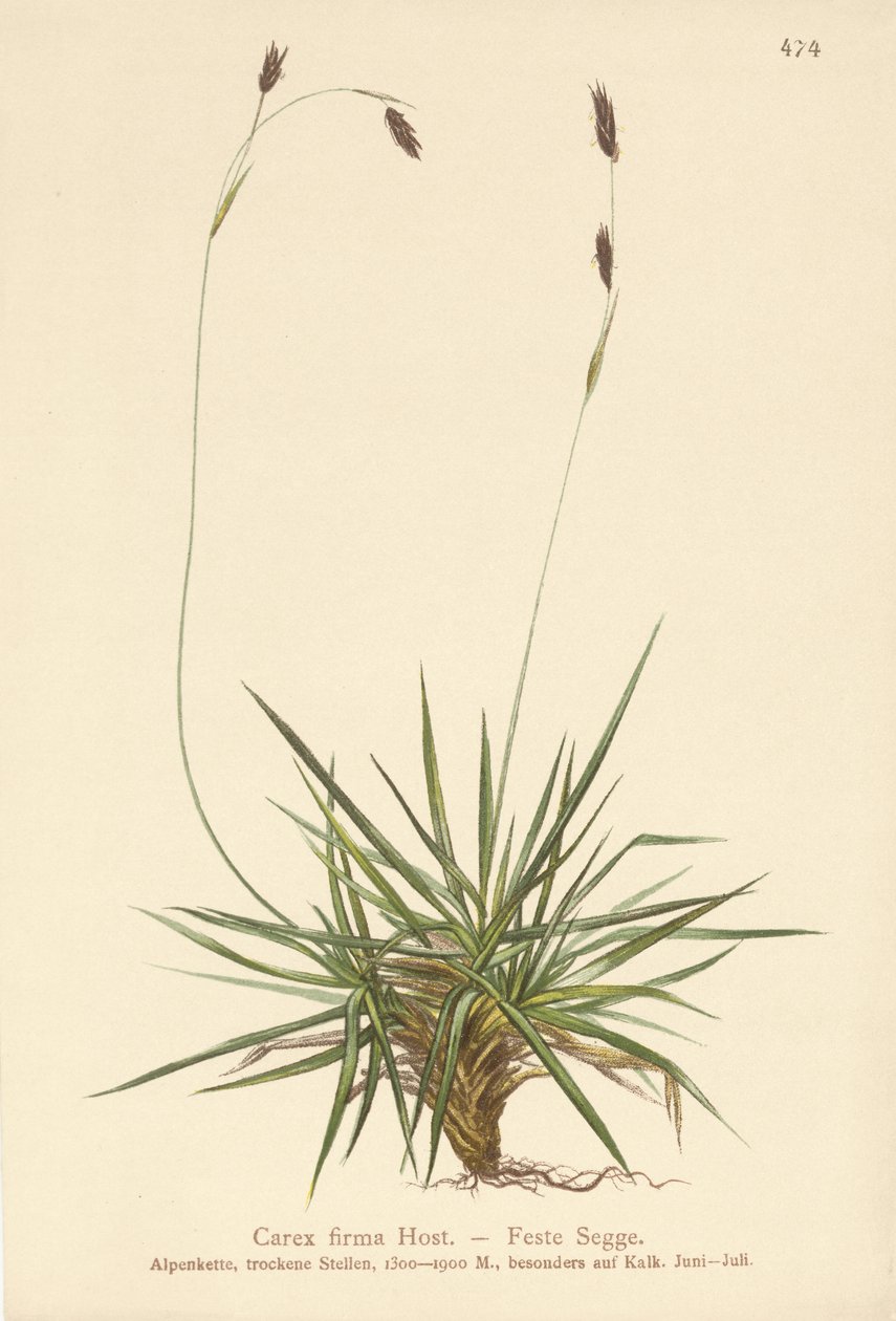 البردي (Carex firma) بواسطة المدرسة الألمانية