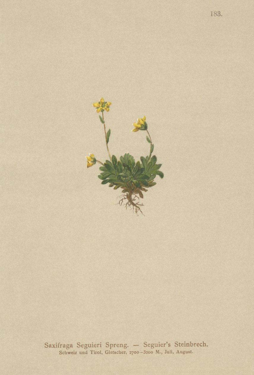 Seguieris Saxifrage (Saxifraga Seguieri) بواسطة المدرسة الألمانية