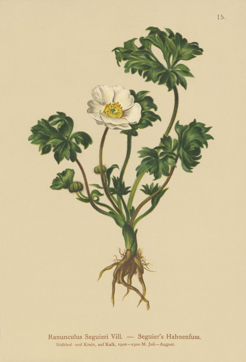 Seguiers Crowfoot (Ranunculus Seguieri) بواسطة المدرسة الألمانية