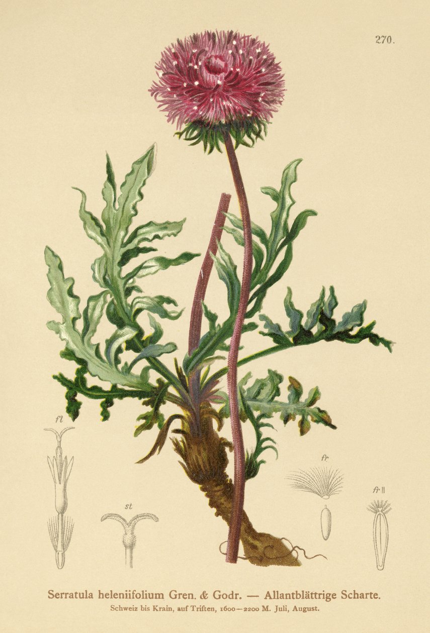 Serratula (Serratula heleniifolium) بواسطة المدرسة الألمانية
